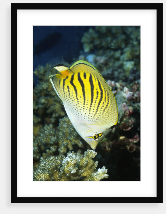 Dot & Dash Butterflyfish by Anonymous