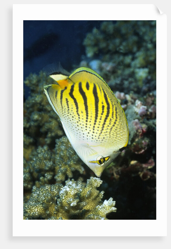 Dot & Dash Butterflyfish by Anonymous