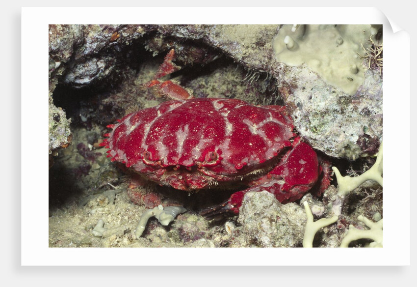 Splendid Red Spooner Crab by Anonymous