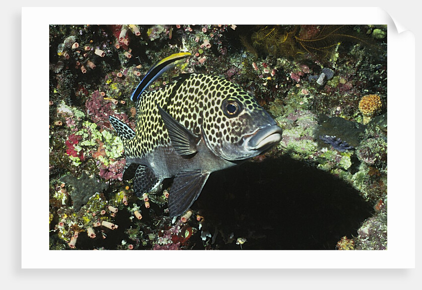 Many-Spotted Sweetlips being cleaned by Anonymous