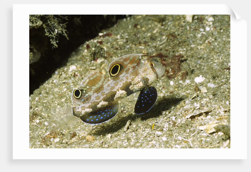 Signal Goby by Anonymous