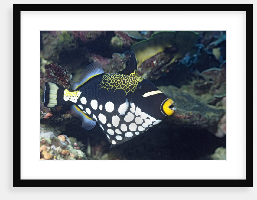 Clown Triggerfish by Anonymous