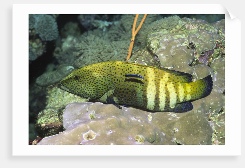 Peacock Grouper being cleaned by Anonymous