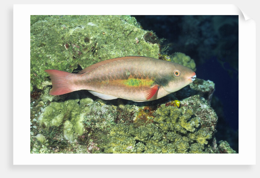 Bluepatch Parrotfish-intermediate phase by Anonymous