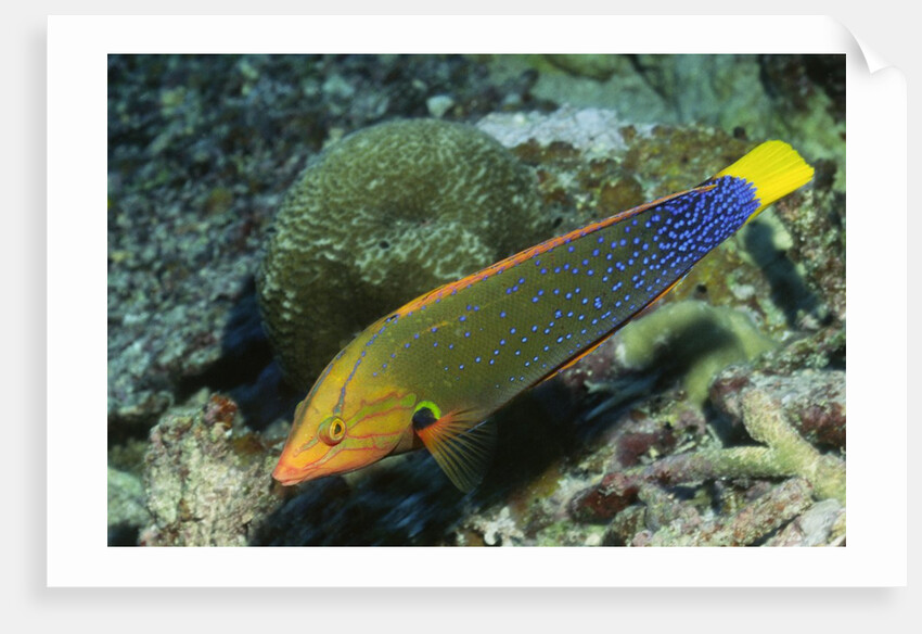 Yellowtail Coris-intermediate phase by Anonymous