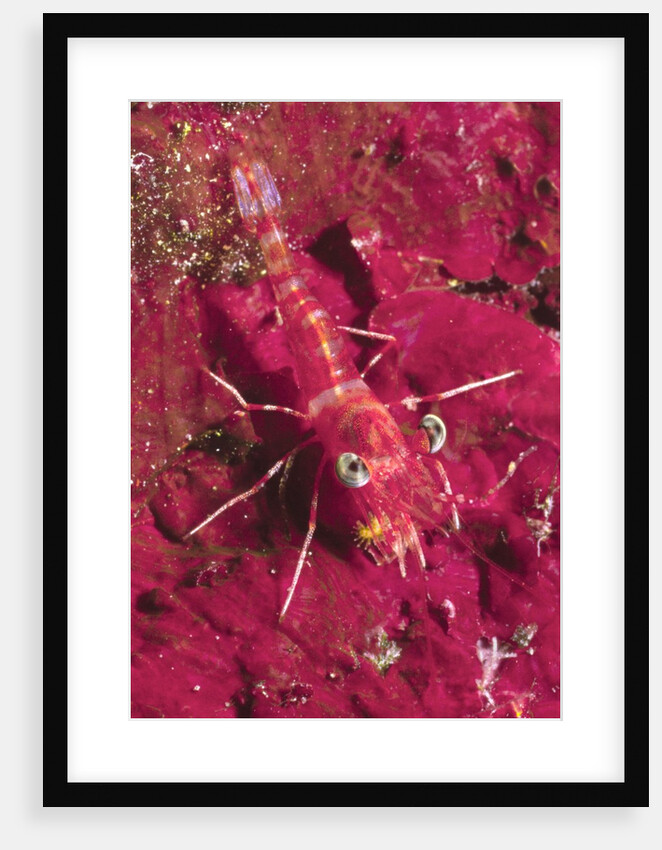 Striped Hinge-Beak Shrimp with prey by Anonymous