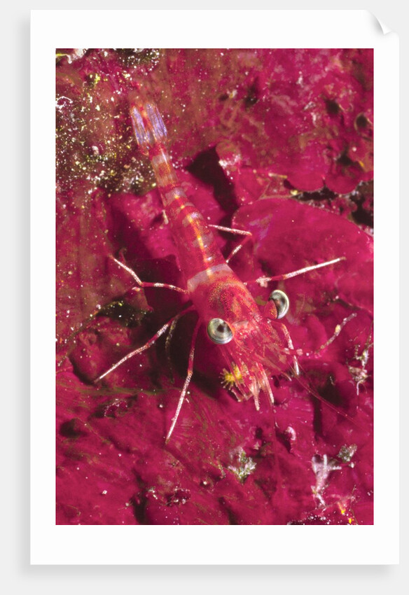 Striped Hinge-Beak Shrimp with prey by Anonymous