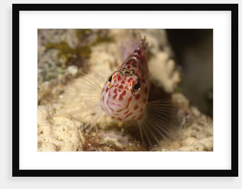Pixy Hawkfish by Anonymous