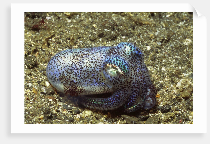 Berry's Bobtain Squid by Anonymous