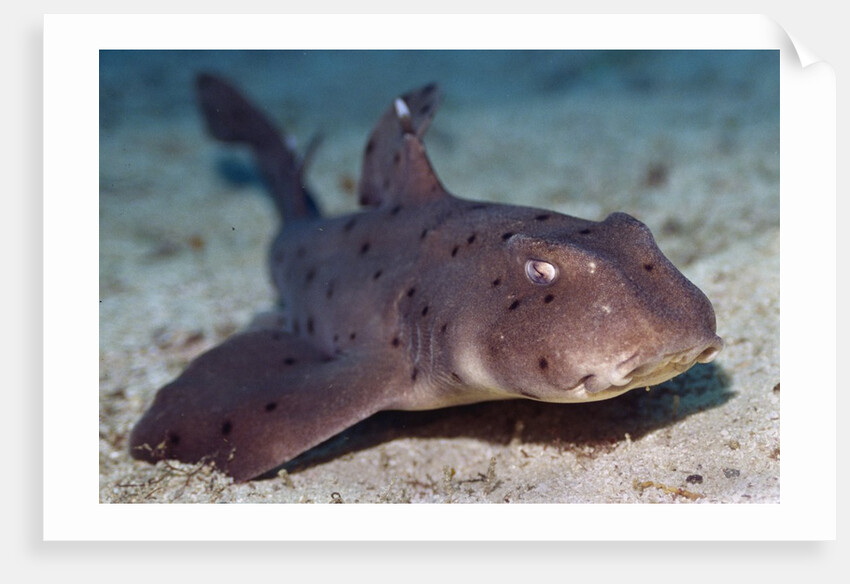 Horn Shark by Anonymous