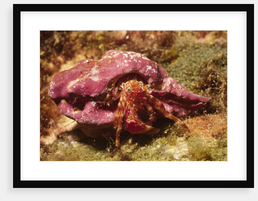 Hermit Crab by Anonymous