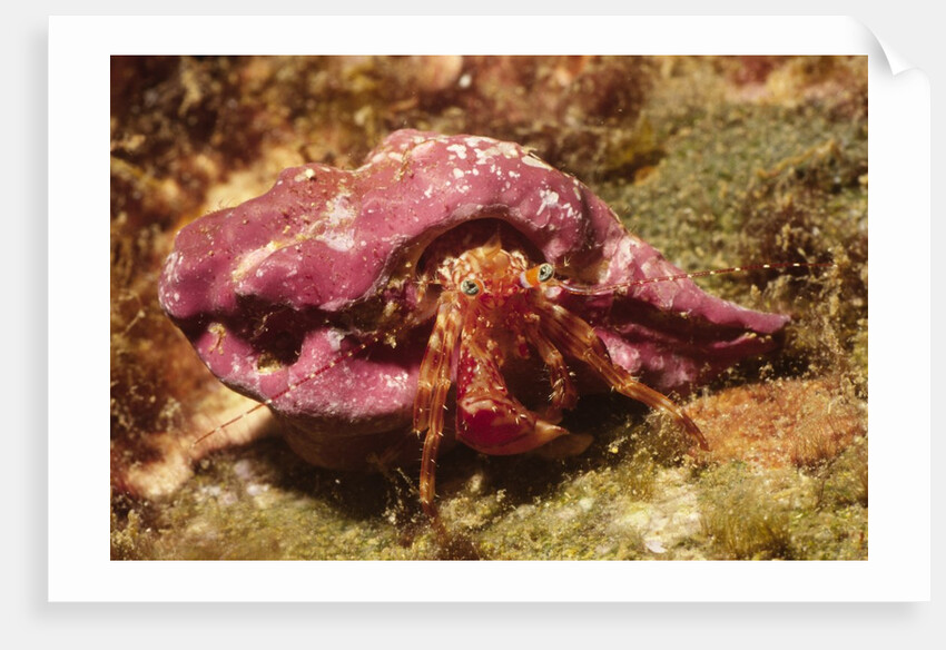 Hermit Crab by Anonymous