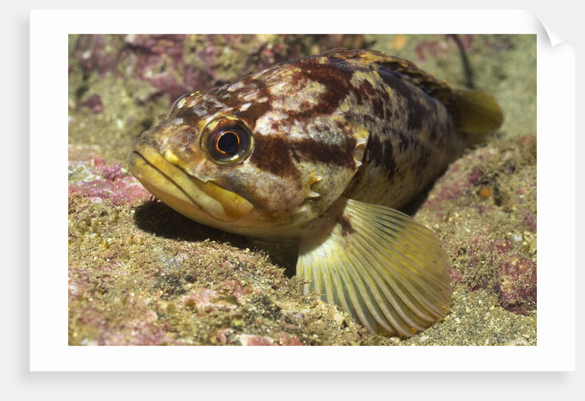 Grass Rockfish closeup by Anonymous