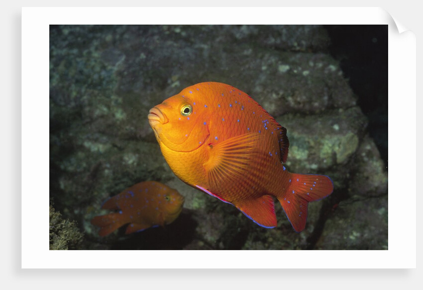 Garabaldi in juvenile form by Anonymous