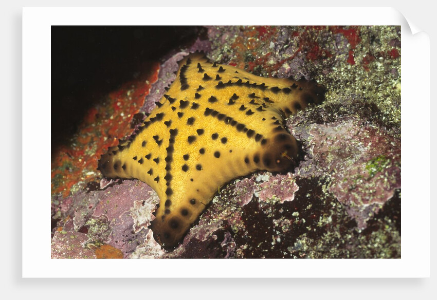 Chocolate Chip Star by Anonymous