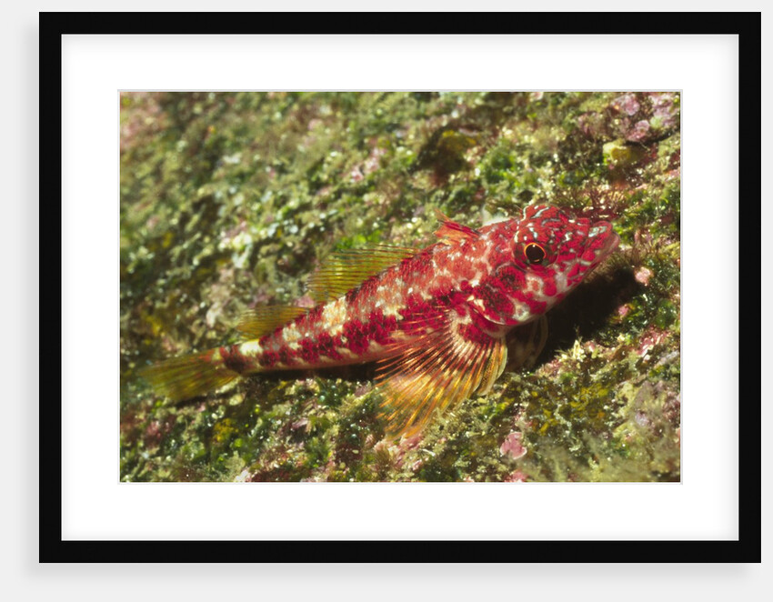Galapagos Triplefin Blenny by Anonymous