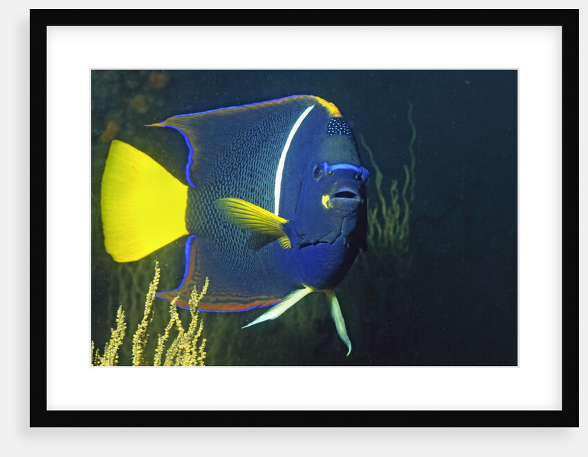 King Angelfish by Anonymous