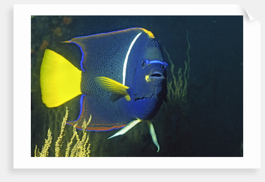 King Angelfish by Anonymous