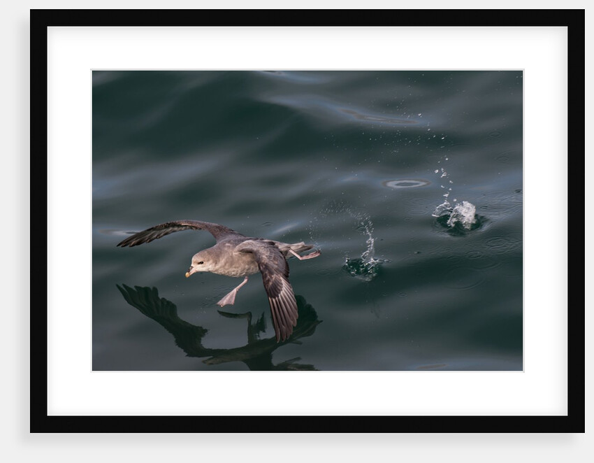 Northern fulmar, Spitzbergen by Anonymous