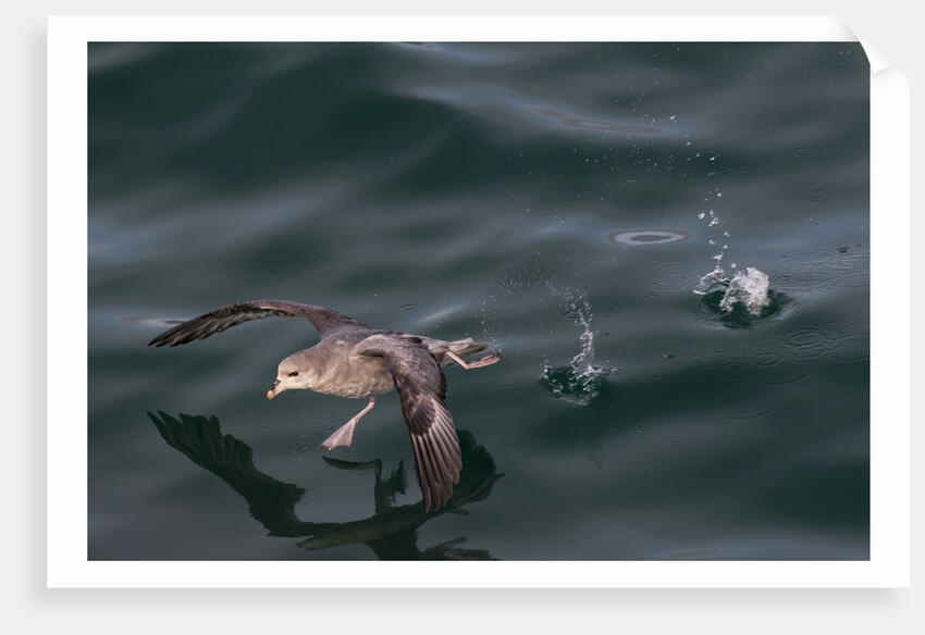 Northern fulmar, Spitzbergen by Anonymous