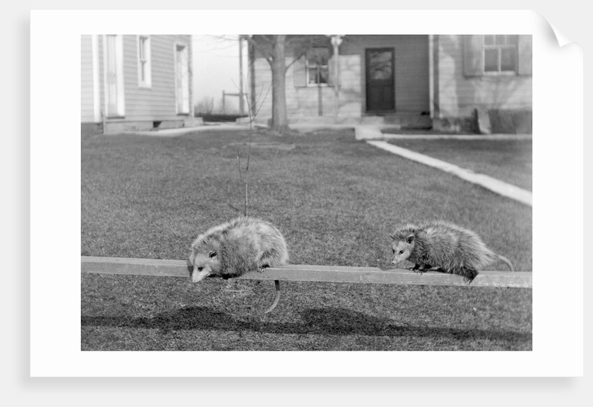 Two possums perched on a fence, ca. 1910 by Anonymous
