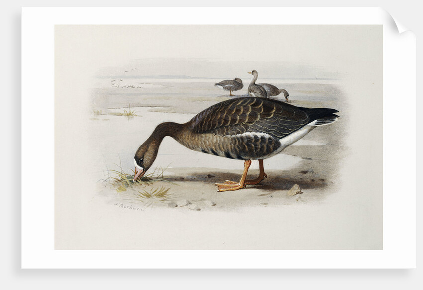 A White-Fronted Goose by Archibald Thorburn