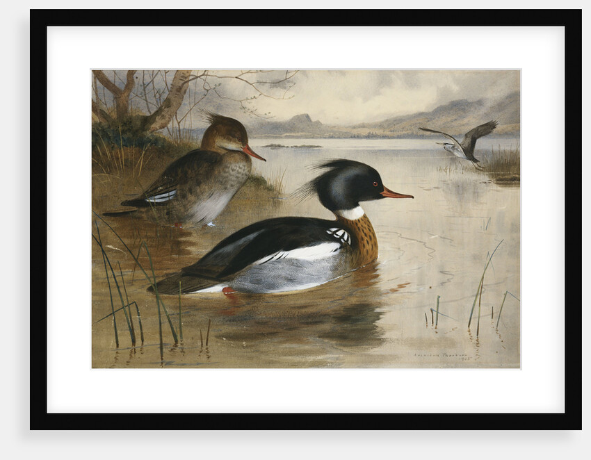 Mergansers on Loch Maree by Archibald Thorburn