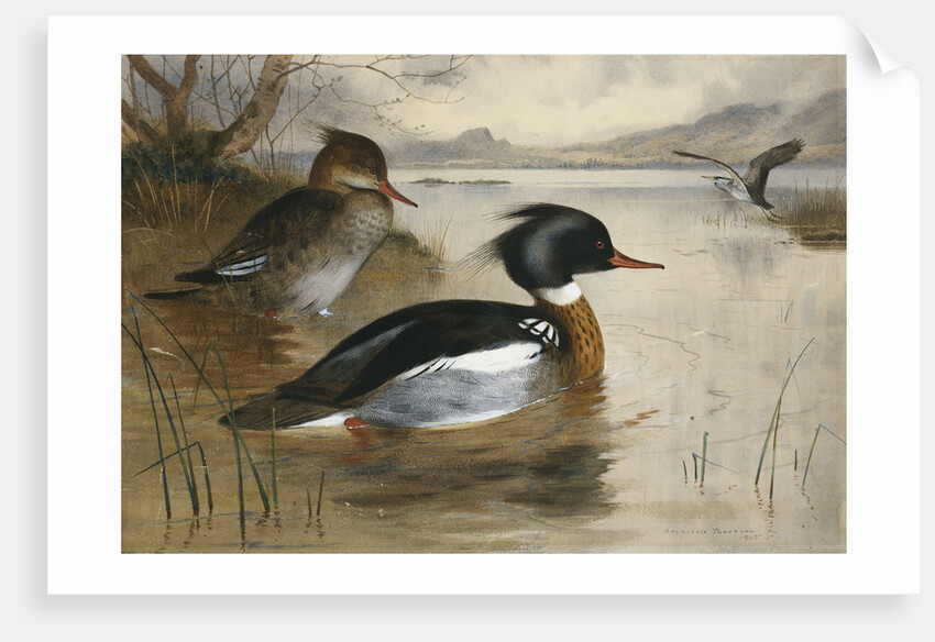 Mergansers on Loch Maree by Archibald Thorburn