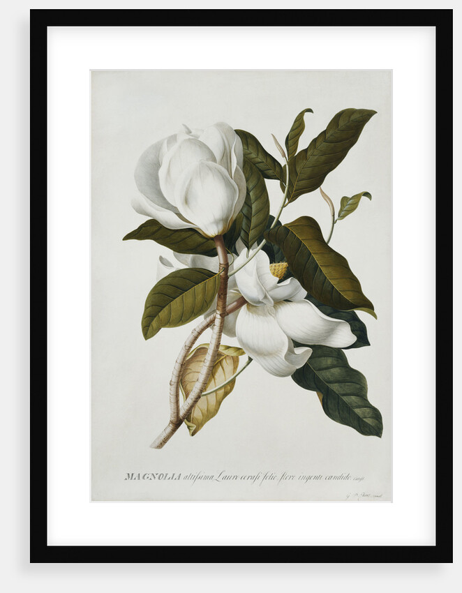 Magnolia by Georg Dionysius Ehret