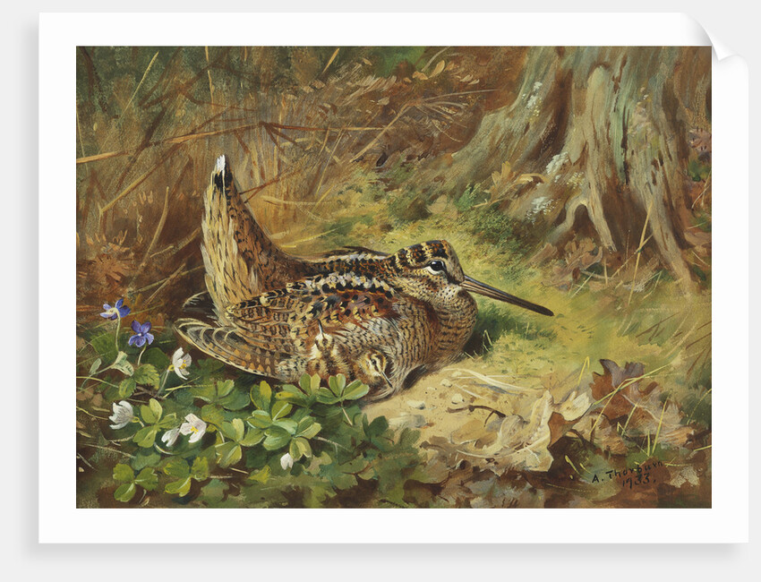 A Woodcock and Chicks by Archibald Thorburn
