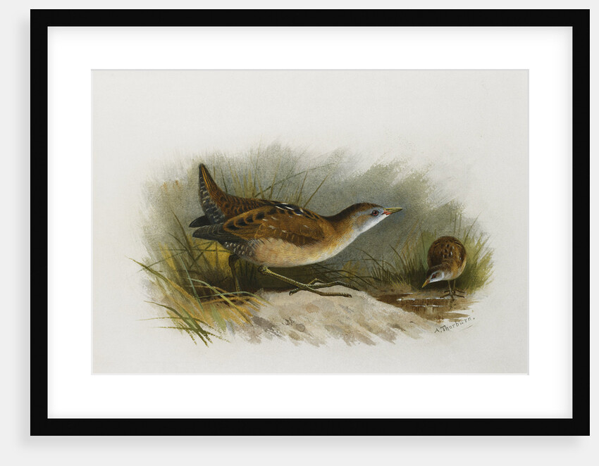 A Little Crake by Archibald Thorburn