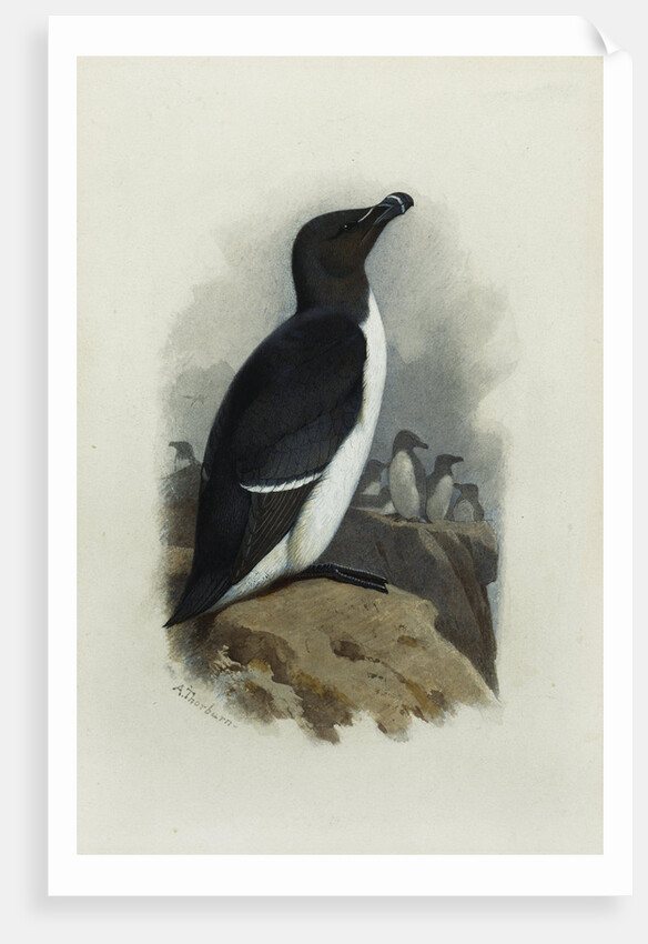 A Razorbill by Archibald Thorburn