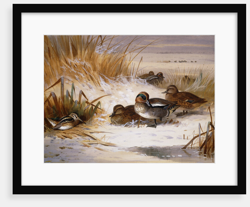 Mallard Widgeon and Snipe at the Edge of a Pool in Winter by Archibald Thorburn