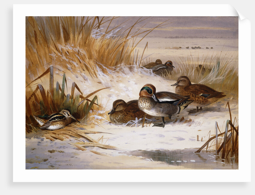 Mallard Widgeon and Snipe at the Edge of a Pool in Winter by Archibald Thorburn