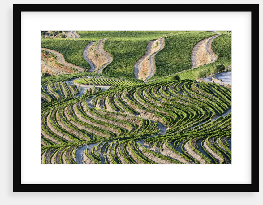 The vineyards of the Douro Valley above Pinhao are set on terraced hillsides above the Douro River by Anonymous