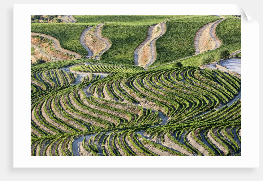 The vineyards of the Douro Valley above Pinhao are set on terraced hillsides above the Douro River by Anonymous