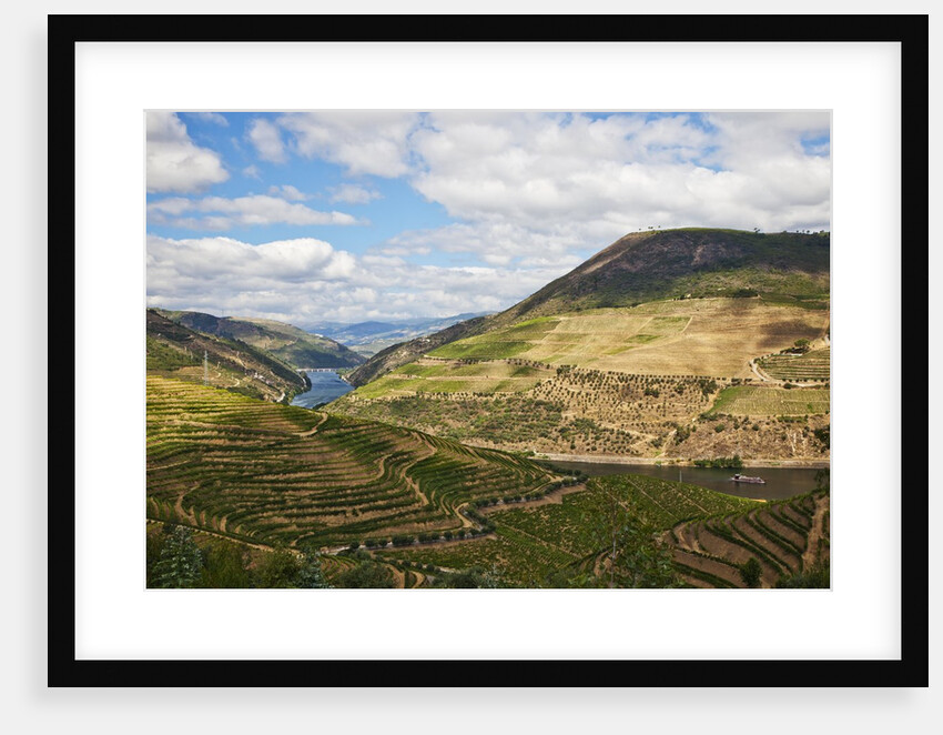 The vineyards of the Douro Valley above Pinhao are set on terraced hillsides above the Douro River by Anonymous