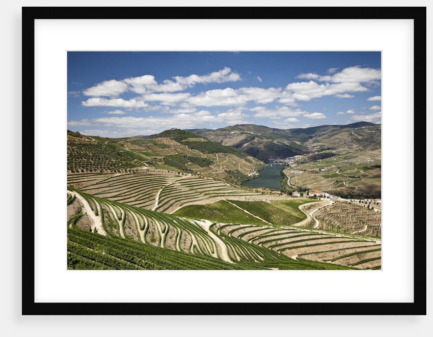The vineyards of the Douro Valley above Pinhao are set on terraced hillsides above the Douro River by Anonymous
