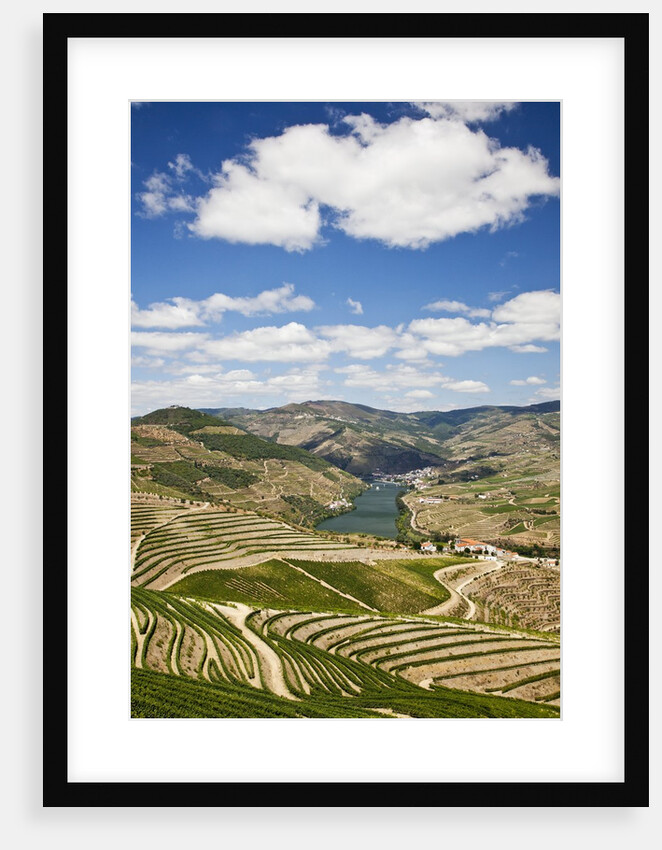 The vineyards of the Douro Valley above Pinhao are set on terraced hillsides above the Douro River by Anonymous