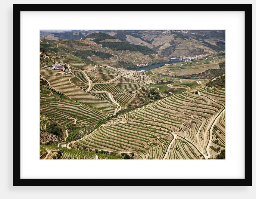 The vineyards of the Douro Valley above Pinhao are set on terraced hillsides above the Douro River by Anonymous