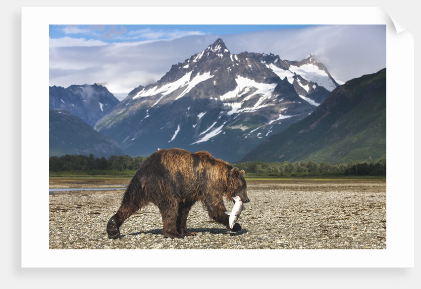 Brown Bear, Katmai National Park, Alaska by Anonymous