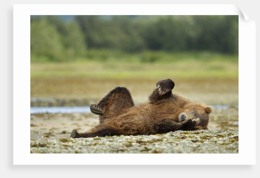 Brown Bear, Katmai National Park, Alaska by Anonymous
