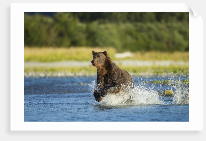Brown Bear, Katmai National Park, Alaska by Anonymous