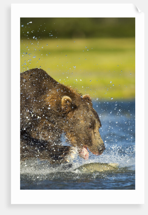 Brown Bear, Katmai National Park, Alaska by Anonymous