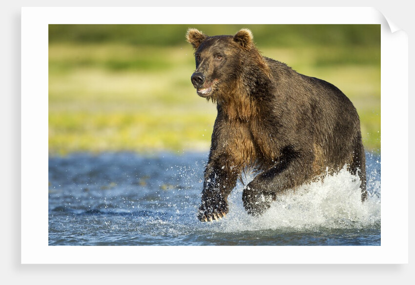 Brown Bear, Katmai National Park, Alaska by Anonymous