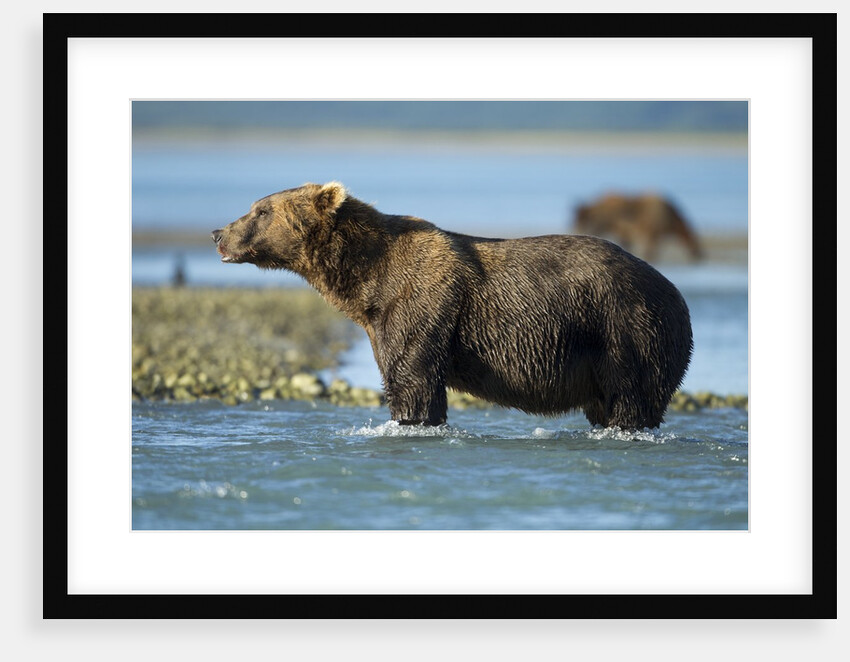 Brown Bear, Katmai National Park, Alaska by Anonymous