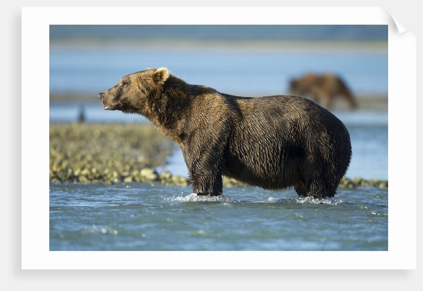 Brown Bear, Katmai National Park, Alaska by Anonymous