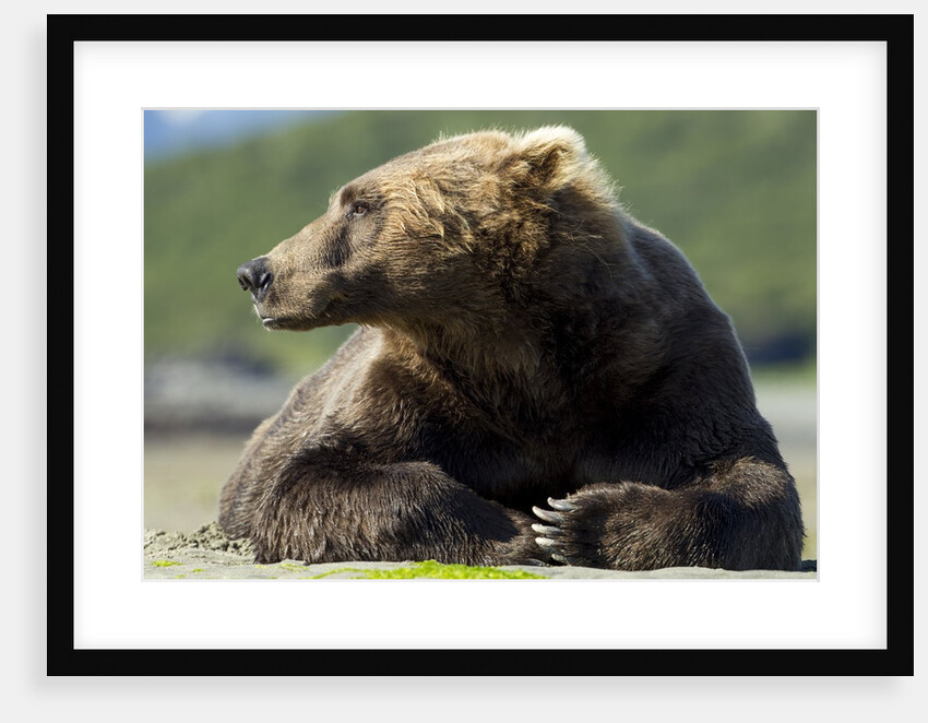 Brown Bear, Katmai National Park, Alaska by Anonymous