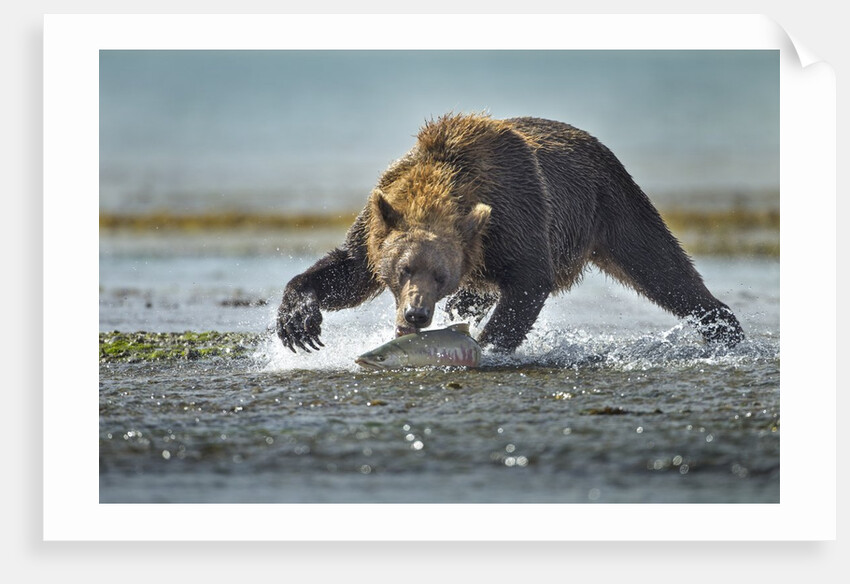 Brown Bear and Salmon, Katmai National Park, Alaska by Anonymous