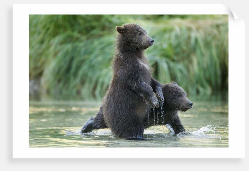 Brown Bear Cubs, Katmai National Park, Alaska by Anonymous